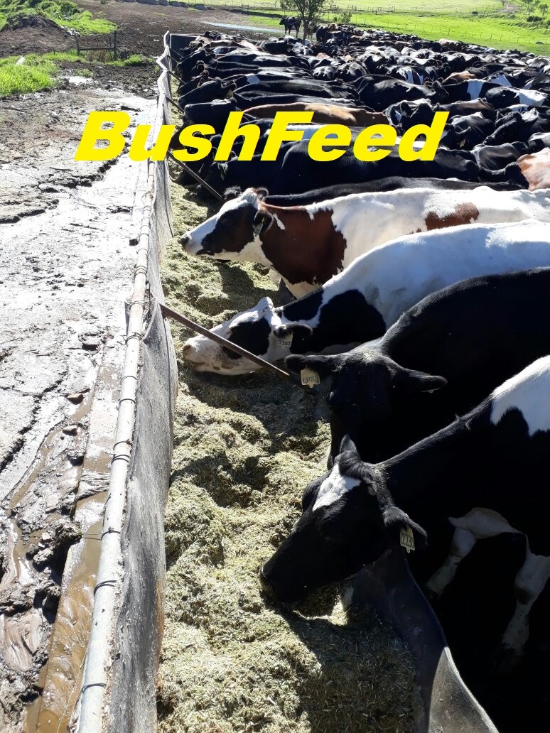 Bush Feed reading page with all info thumbnail 5